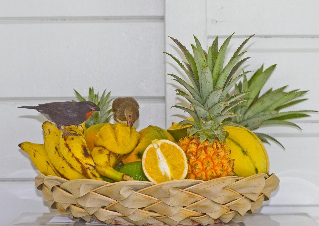 O Coeur De Deshaies Appartements Grande Anse Et Amandiers ภายนอก รูปภาพ